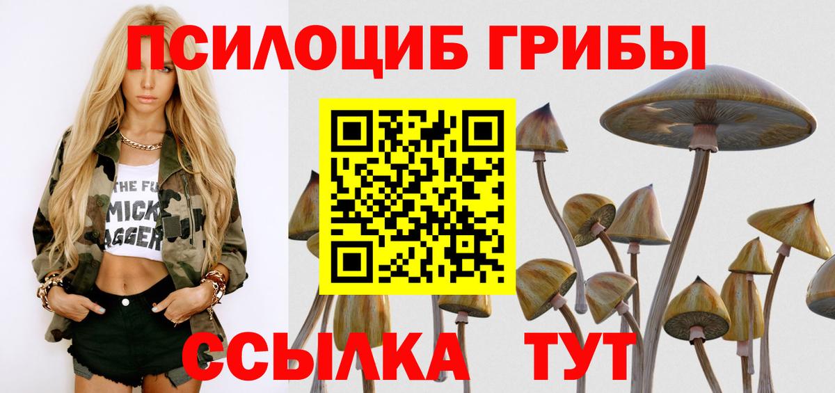 Псилоцибиновые грибы Psilocybe Кемерово